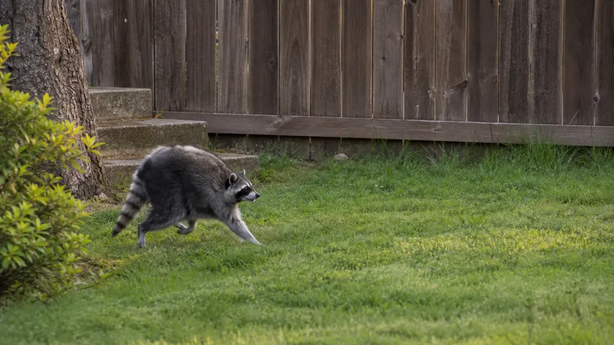 Jimothy, the compact round-bodied raccoon, moving across a leafy residential yard in Seattle