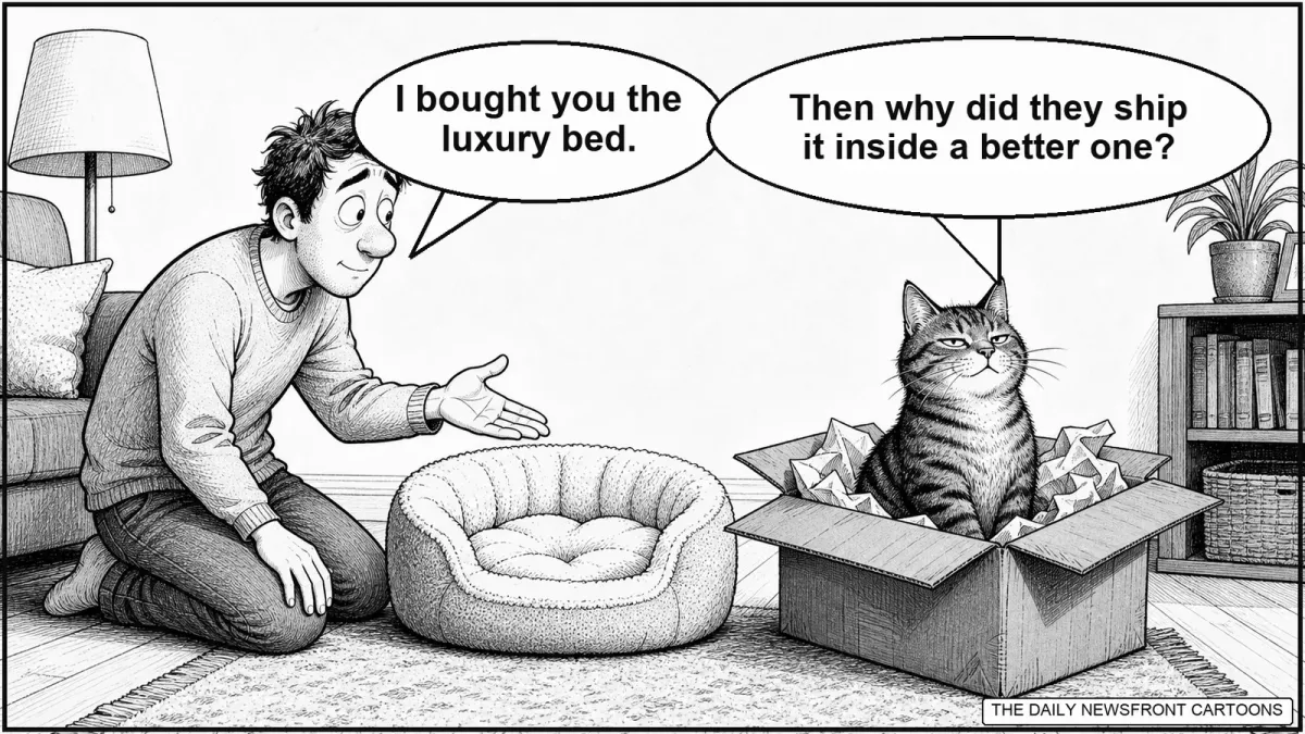 A cat sits proudly inside a cardboard shipping box beside an untouched plush cat bed as its owner says, ‘I bought you the luxury bed,’ and the cat replies that the bed arrived inside a better one.