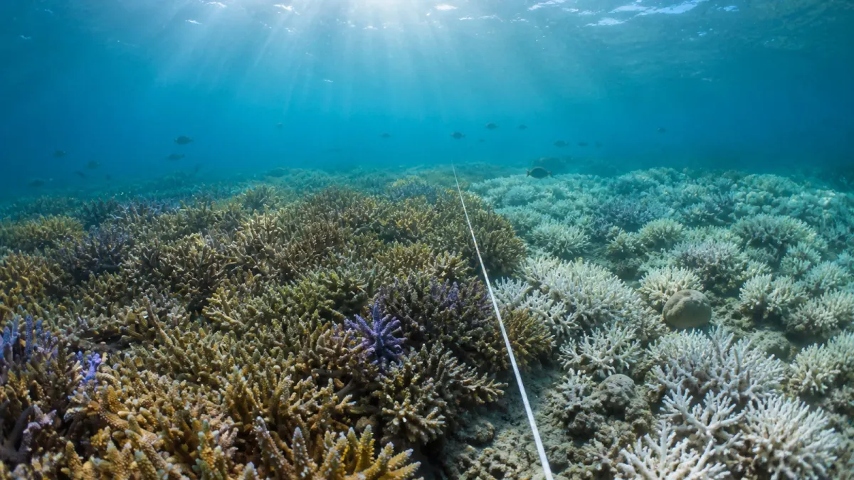 A reef survey transect crossing healthy and bleached coral sections during scientific monitoring