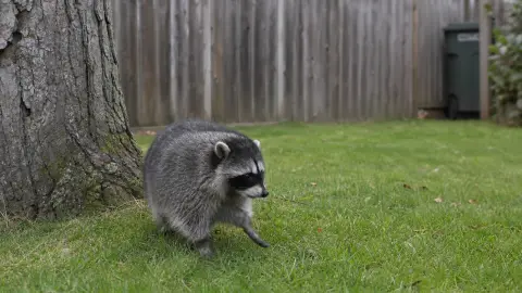 Jimothy, a compact raccoon with closely spaced legs, moving across grass beside a tree in a quiet Seattle yard
