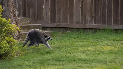 Jimothy, the compact round-bodied raccoon, moving across a leafy residential yard in Seattle