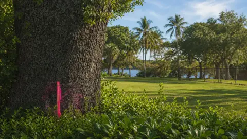 A pink-marked mature live oak stands amid greenery at the edge of Miami's Legion Memorial Park, with palms and Biscayne Bay in the distance.